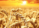 what's millet used for?