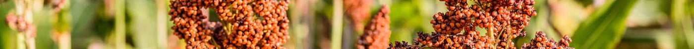 Is millet a sorghum?