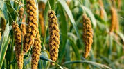 Are millets eco friendly?
