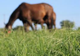 Is pearl millet good for horses?